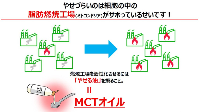 脂肪燃焼工場(ミトコンドリア)