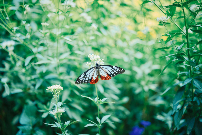 フジバカマ_10月上旬～10月下旬