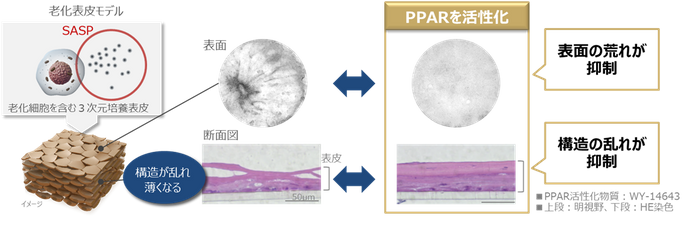 図2 PPARの活性化により老化細胞が引き起こす表皮変化が抑制される