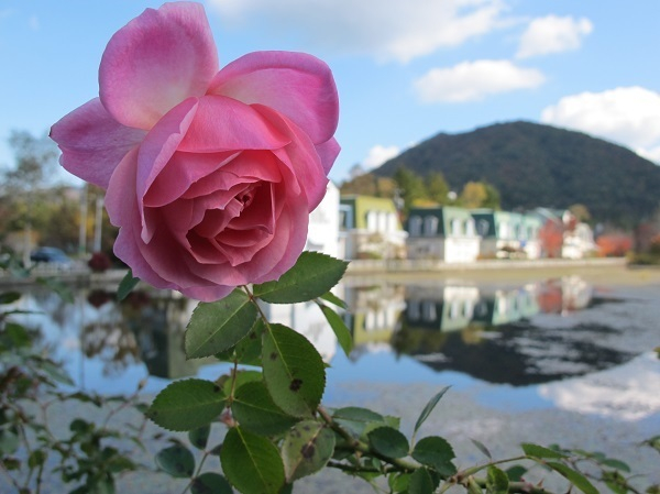 薔薇と紅葉(1)
