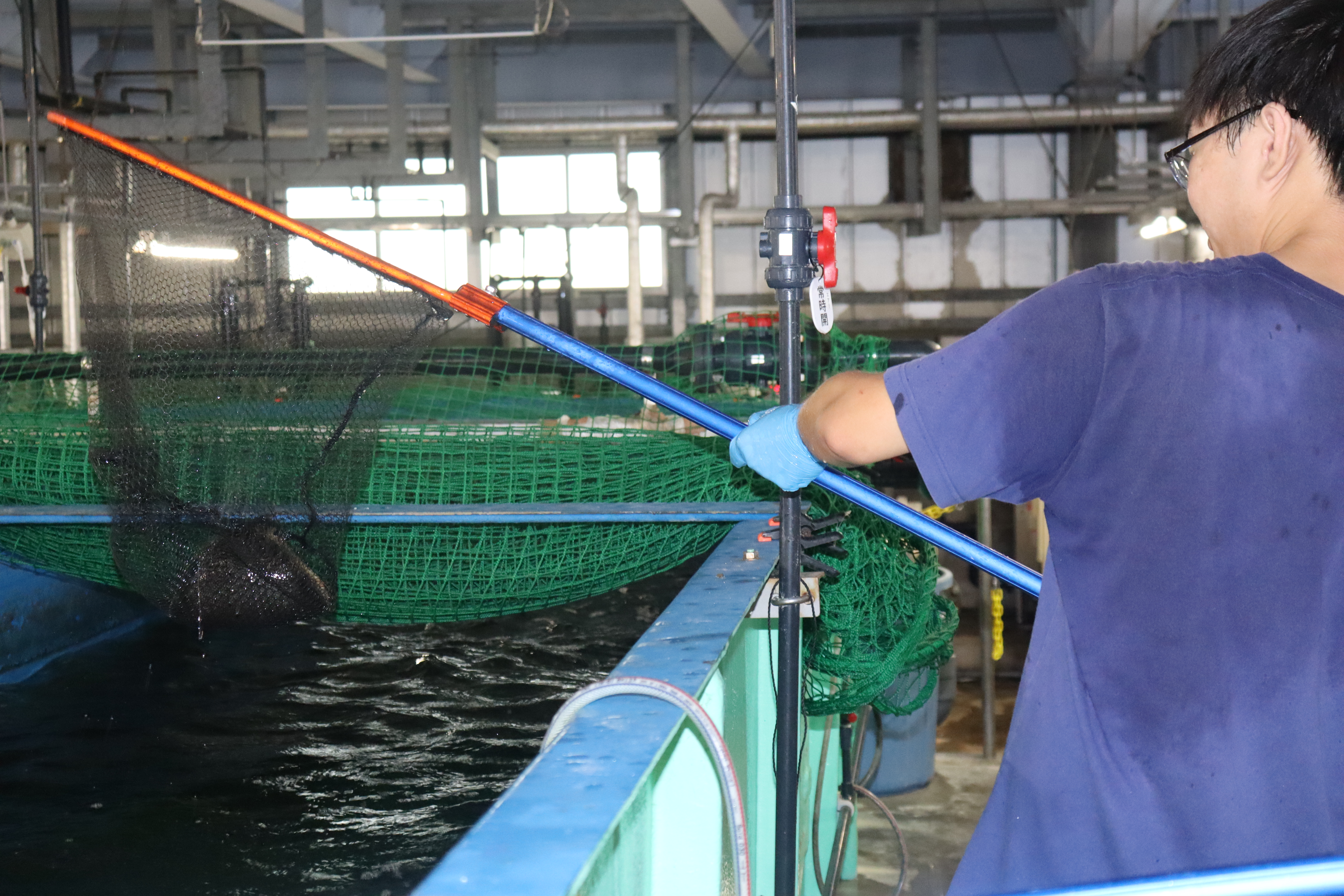 1匹ずつ網ですくい上げます