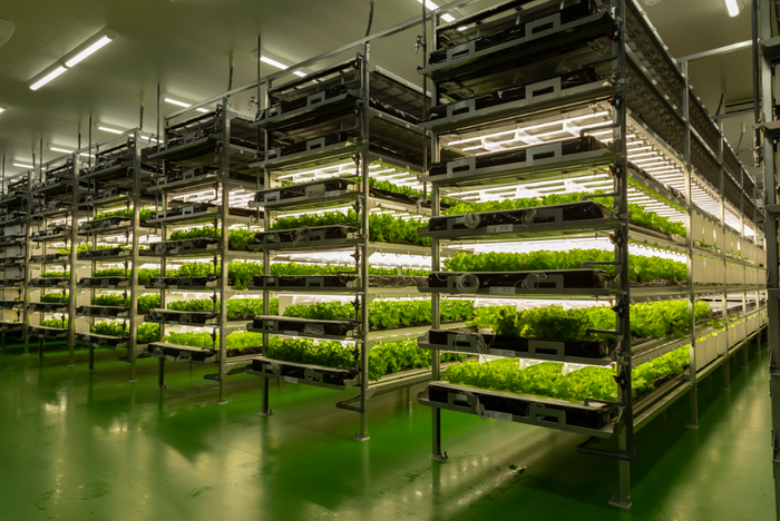 水耕栽培プールを用いた植物工場