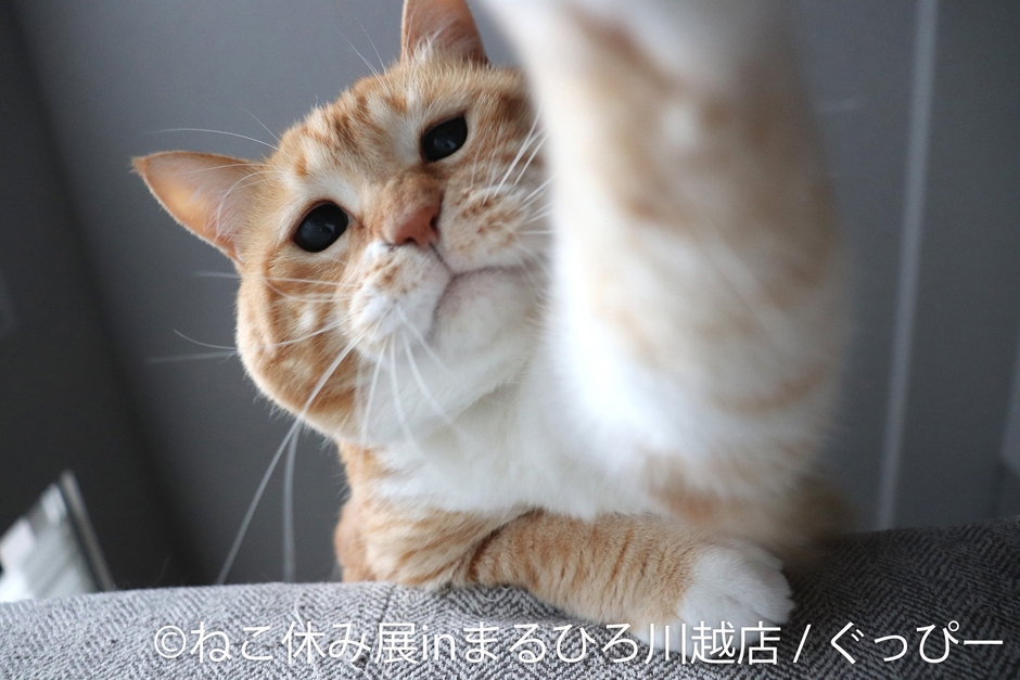 展示作品:ぐっぴー