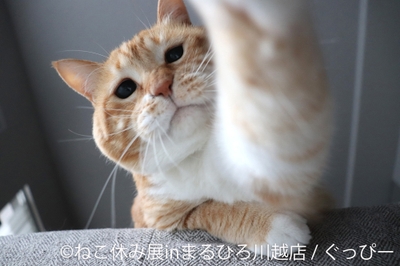展示作品:ぐっぴー