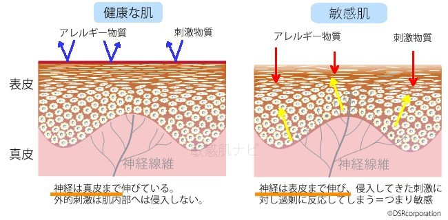 NGFで神経線維が伸びる