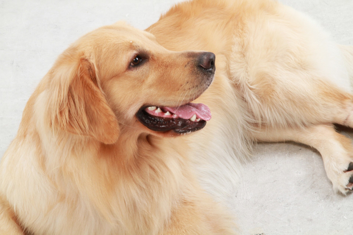 大型犬　※イメージ