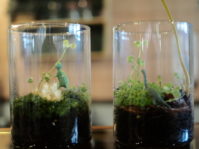 ガラスの中に手のひらサイズの森を制作し、ご自宅に帰った後も眺めて暮らしてみては。水晶のかけらもお使いいただけます。（数に限りあり。）