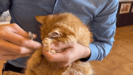 att_373069_1.gif