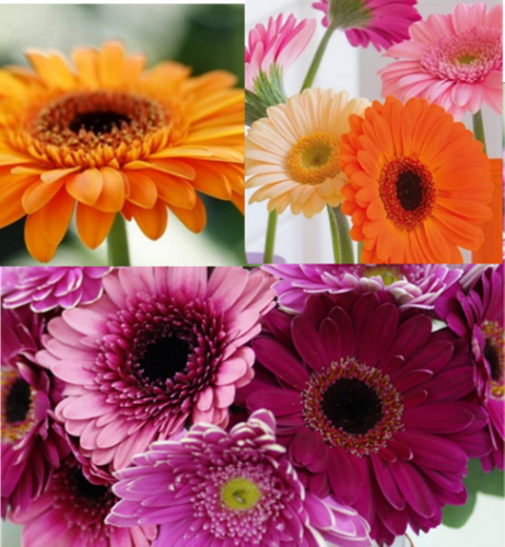 ガーベライメージ