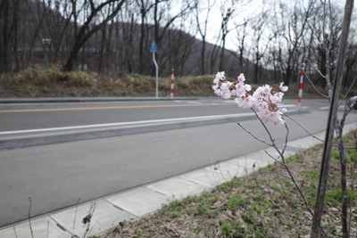 国道48号線沿いに植樹された「江戸彼岸桜」