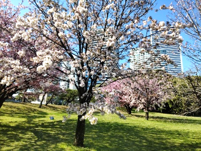 横堀付近のサクラ（過去の様子）
