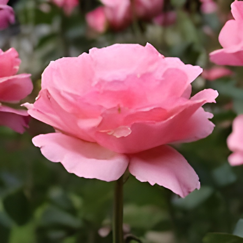 &lsquo;クイーン・エリザベス&rsquo; 