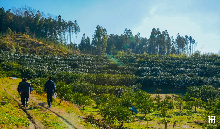 日向夏農園の写真