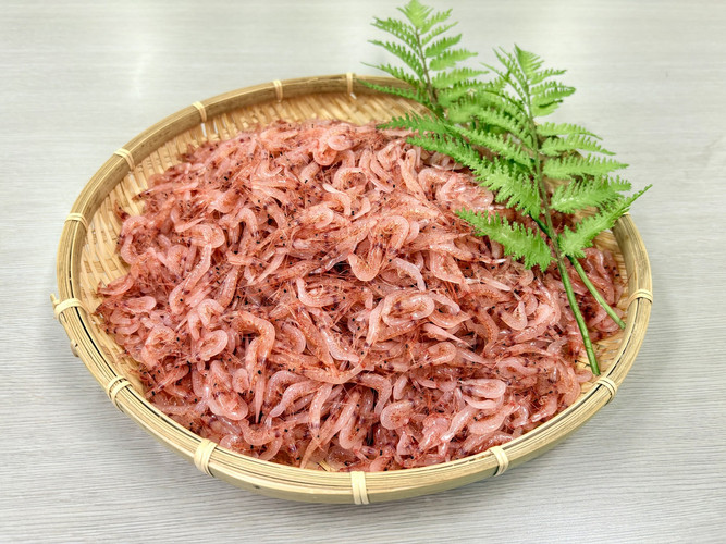 静岡市観光政策課 提供