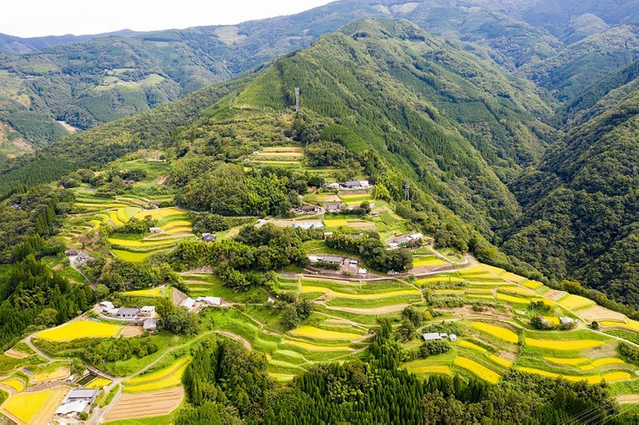 椎葉村の棚田