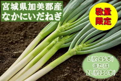 宮城県産　なかにいだねぎ（白ネギ）
