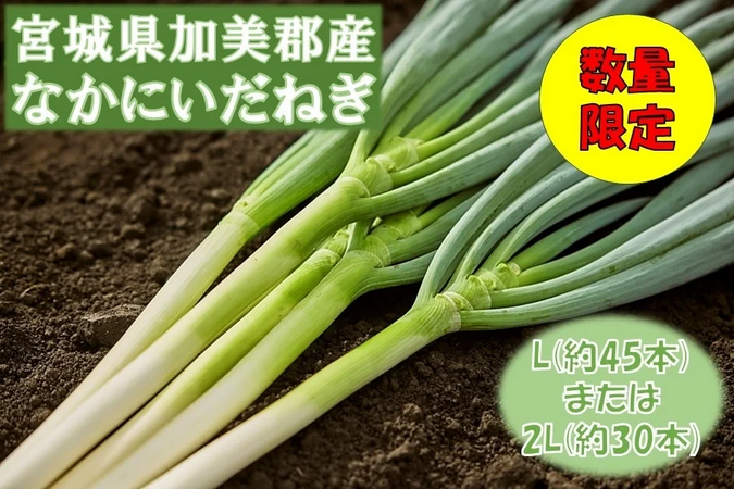 宮城県産　なかにいだねぎ（白ネギ）