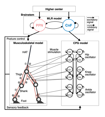 神経筋骨格モデル