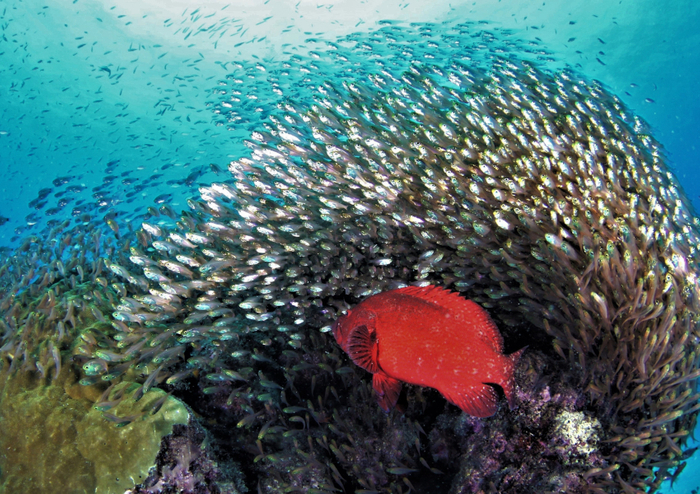 環境大臣賞「躍動」　谷口 常雄