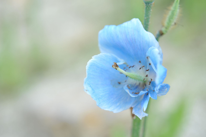白馬五竜高山植物園 青いケシ