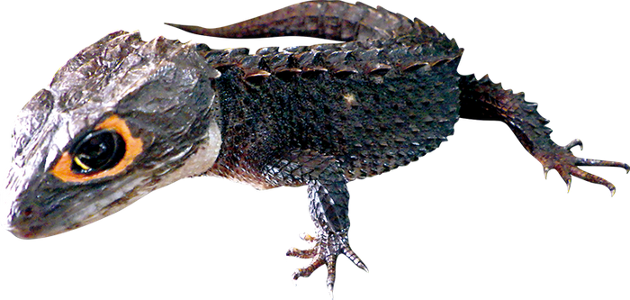 アカメカブトトカゲ