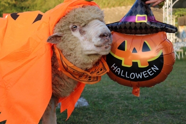 淡路島でハロウィンイベント開催！ 仮装した動物との写真撮影や、ハロウィンクラフトが楽しめる♪