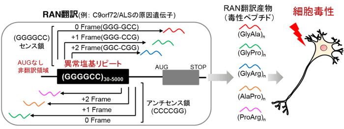 図1　RAN翻訳の概略図　タンパク質が合成されないと考えられていた遺伝子領域から、さまざまなタンパク質が作られ、それらが細胞毒性を示す。