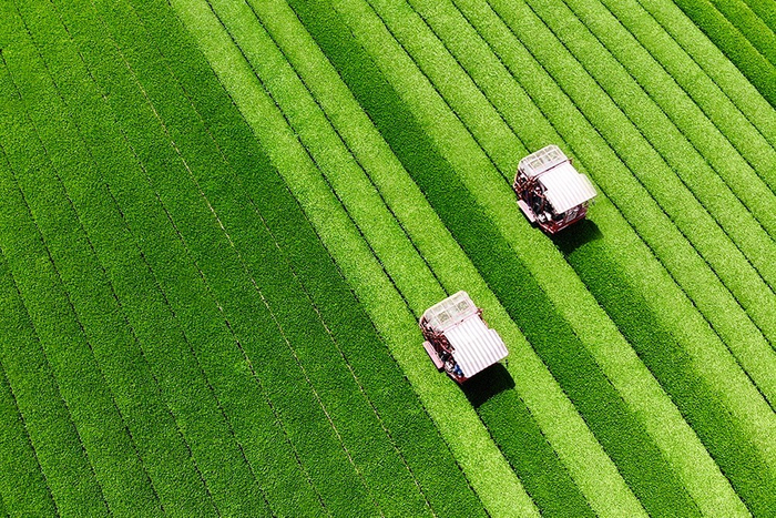 鹿児島県志布志市にある「鹿児島堀口製茶 / 和香園」の茶畑