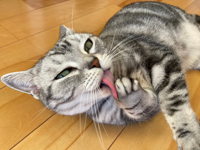 お泊り猫の様子(14)