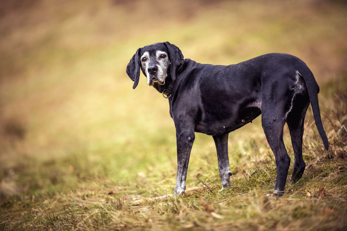 シニア犬とお散歩に行く際の注意点をそれぞれ解説します!