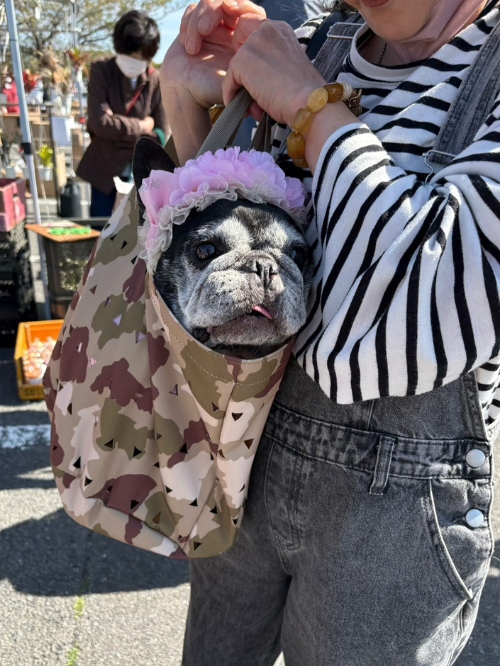 ワンちゃんを入れるバッグとしても