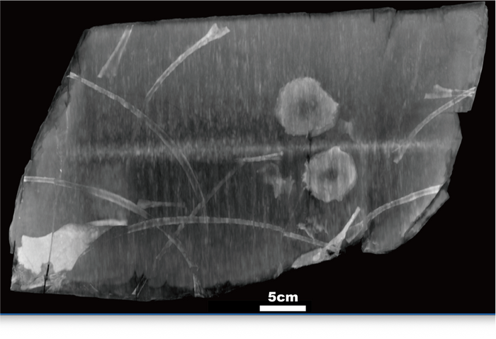 エックス線CTによる化石岩塊の断層画像（提供：福井県立大学・福井大学医学部）