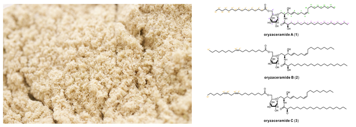米糠（左）と、米糠から発見した新規のアシル化グルコシルセラミド3種の化学構造（右）