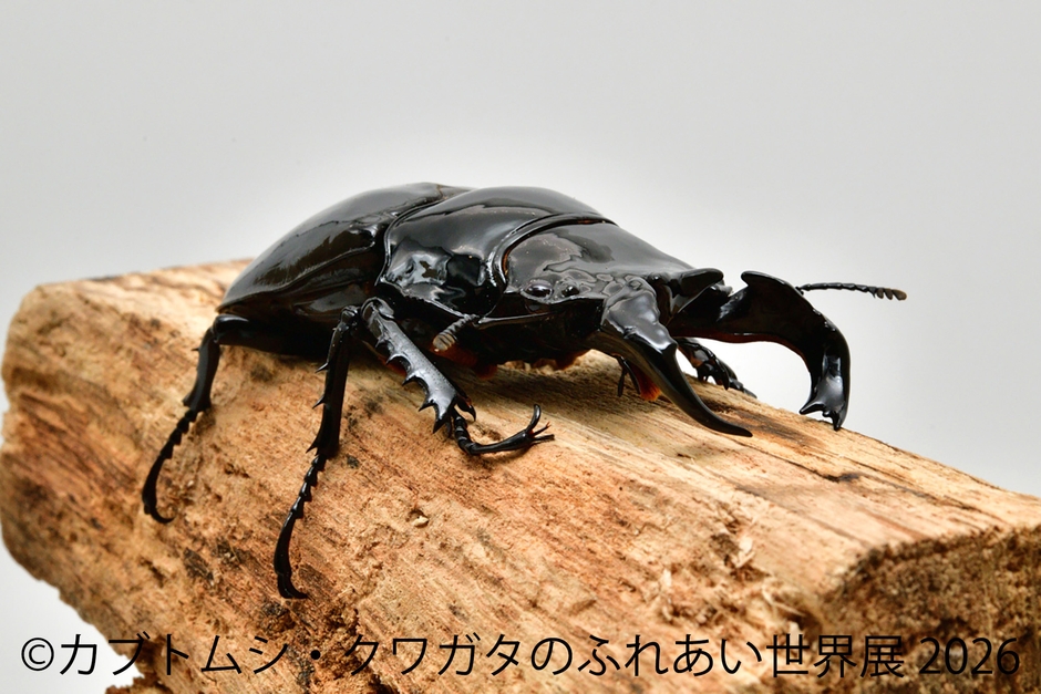 タランドゥスオオツヤクワガタ
