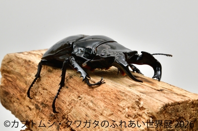 タランドゥスオオツヤクワガタ