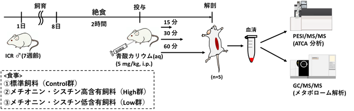 図1 動物実験の流れ