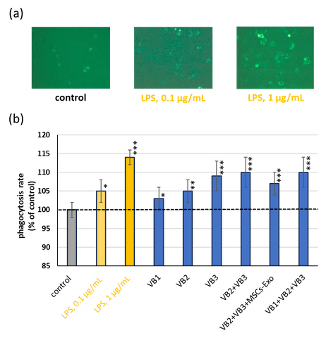 VBがマクロファージ機能に及ぼす作用(貪食能)(図7)