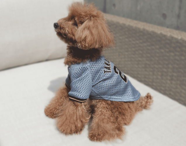 ビジターユニフォームSサイズを纏った熱気あふれるワンちゃん(C)阪神タイガース