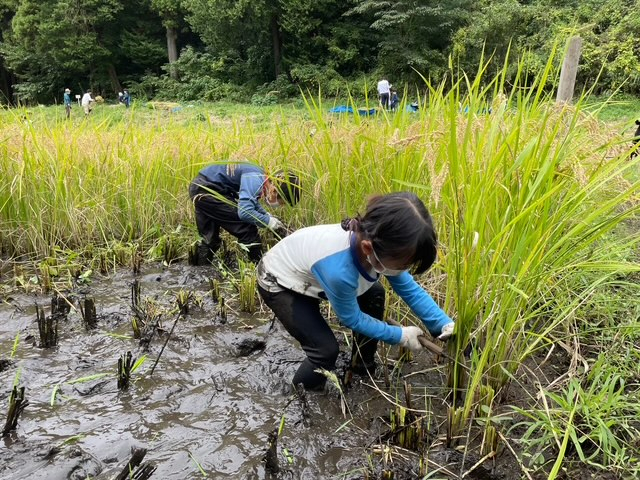 共催先過去開催「稲刈り体験」当日の様子