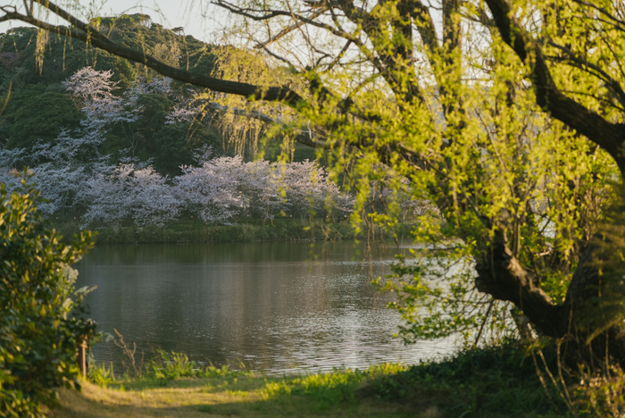 はなれ湖と桜