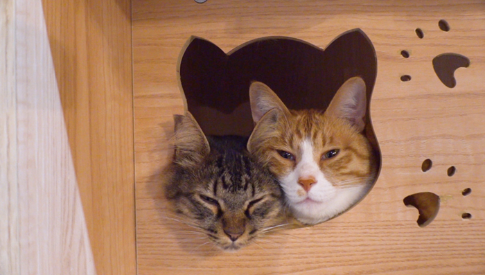 大阪で発見！救世主は猫!? SNSで人生が激変した「売上10倍さん」2