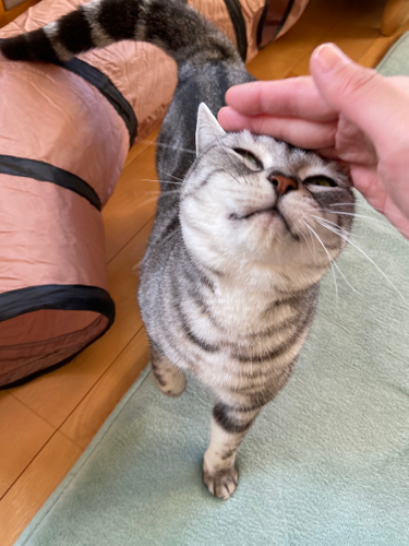 お泊り猫の様子(8)