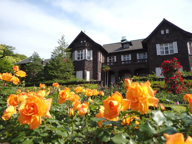 旧古河庭園　見頃時期のバラ園の様子（2025年）