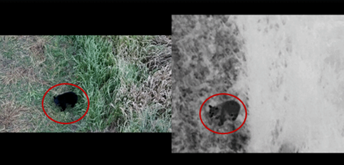 ＜ドローンがとらえた熊の映像　＊赤枠内が熊＞