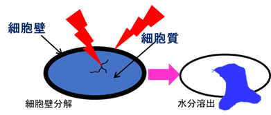 活性酸素による細胞壁分解
