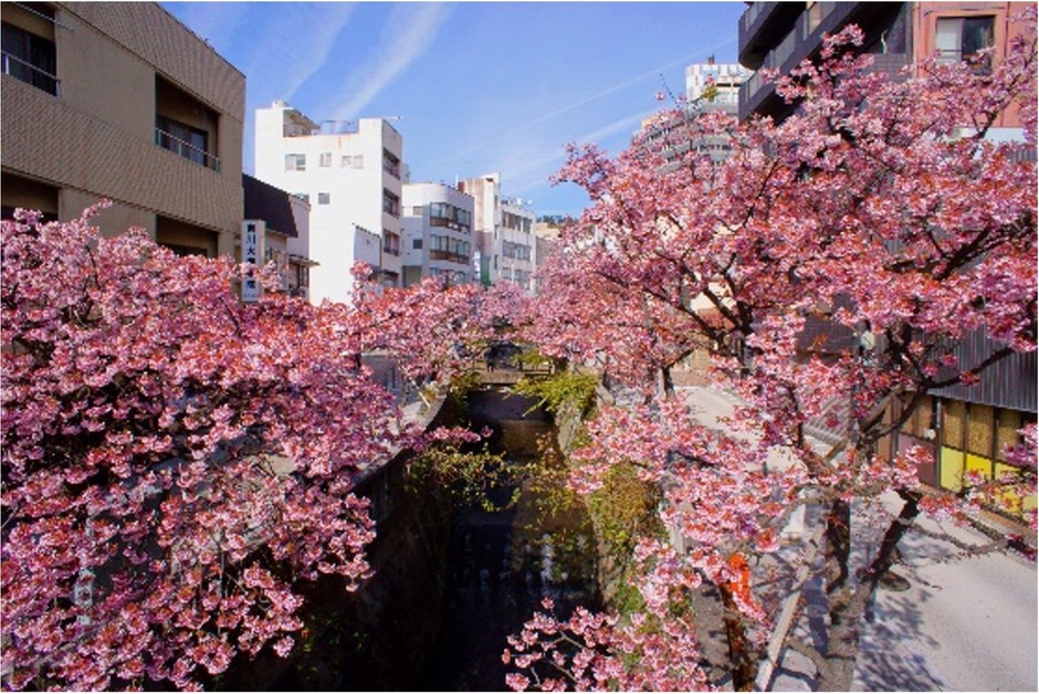 熱海市街地 さくらの様子