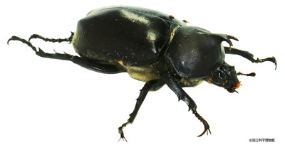カブトムシ(ギナンドロモルフ)