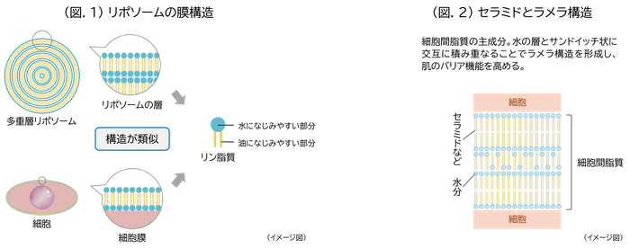 (図.1)リポソームの膜構造／(図.2)セラミドとラメラ構造