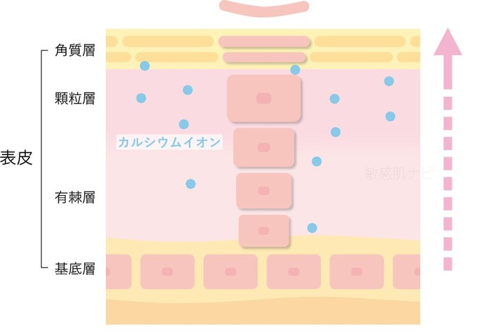 肌のターンオーバーとカルシウムイオンの関係図