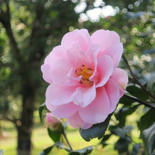 ツバキ &lsquo;神代都鳥&rsquo;